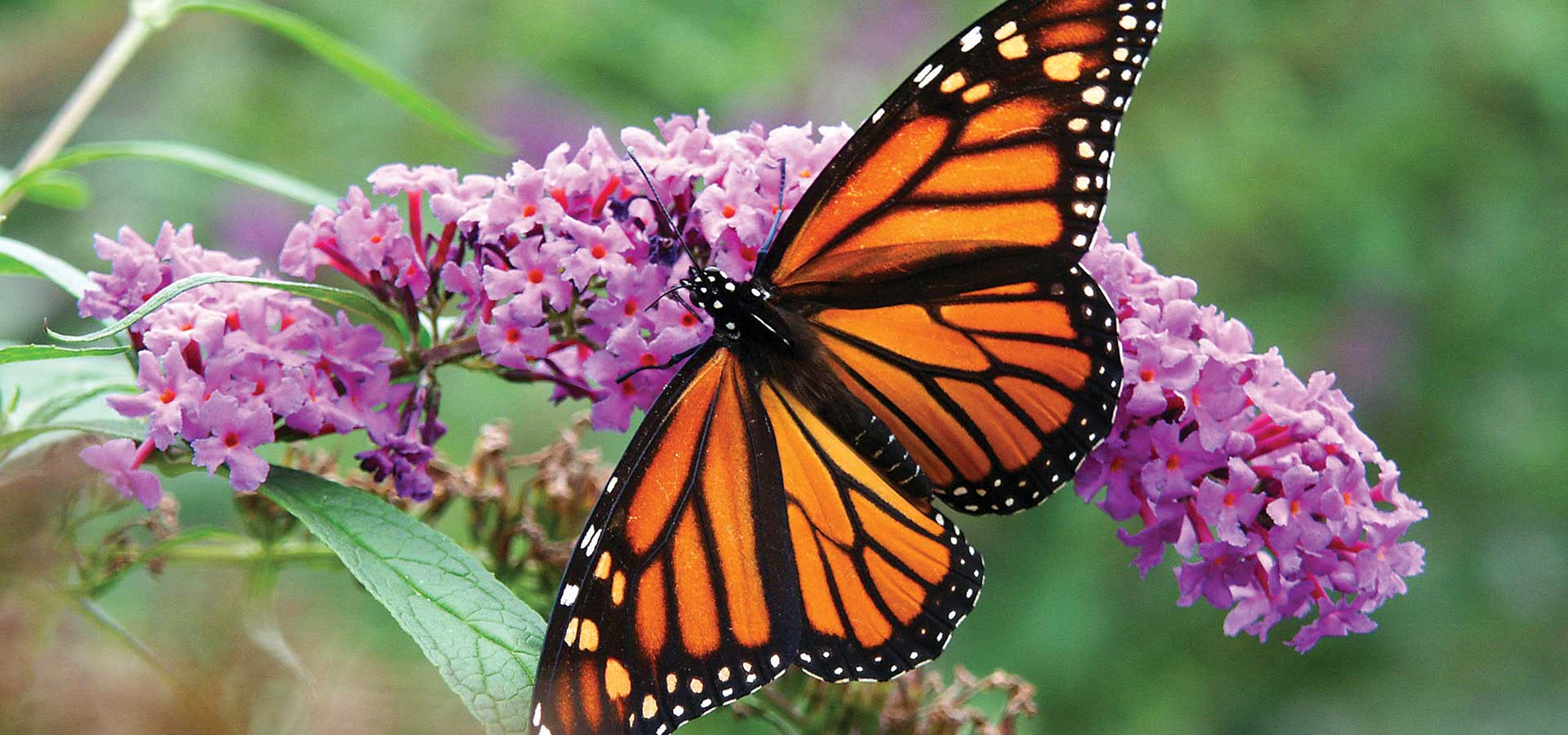 2277-monarch-buddleia – Port Townsend Garden Center